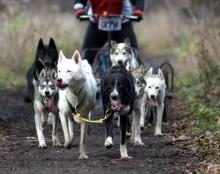 Psie zaprzęgi - forma sportu i wypoczynku w lesie